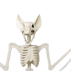 Szkielet nietoperza Halloween 3D plastikowy 30x23cm